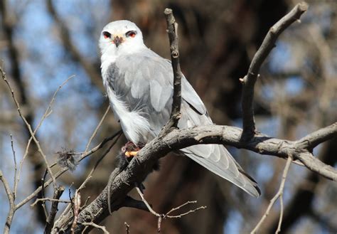 TRAUERKRAUT On Twitter My Today S BirdsOfPrey Are Black Winged