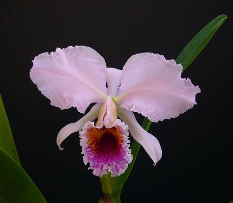 Cattleya Percivaliana Flickr Photo Sharing All Plants House