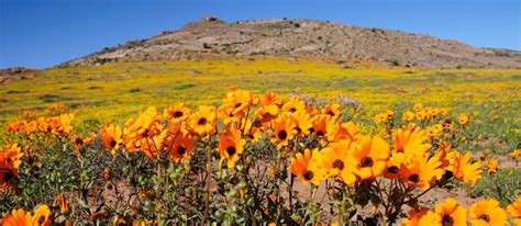 Namaqualand Exploring The West Coast Flower Route Artofit