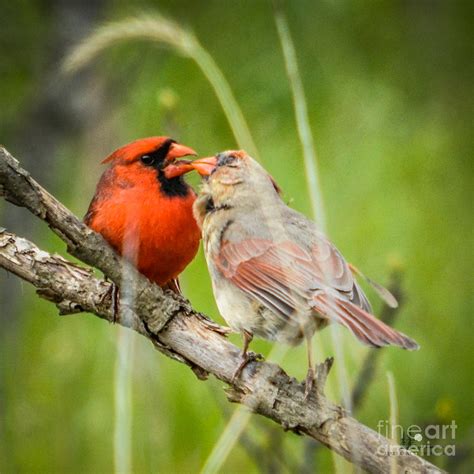 Bird In Everything: Northern Cardinal Bird