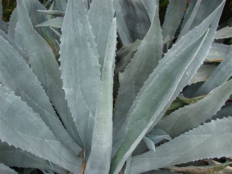 Agave La Suculenta M S Resistente A La Sequ A Plantas Crasas