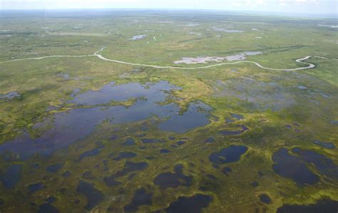 Pantanal O Bioma Brasileiro Que Mais Preserva Esp Cies Da Fauna