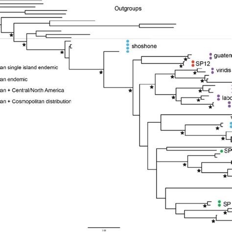 Species Level Bayesian Phylogeny Of The Caribbean Tetragnatha Based On