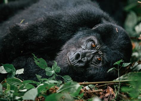 Uganda gorilla permit prices 2025: Updated Costs, Booking Guide