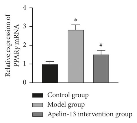 Effect of apelin 13 on the expression of PPARγ mRNA and protein in