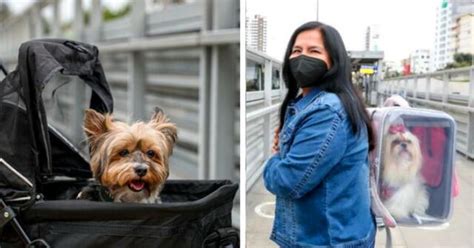 Sepa cómo trasladar mascotas en el Metropolitano corredores y Metro de