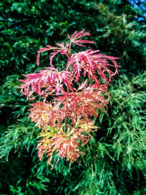 Premium Photo Close Up Of Red Flowers