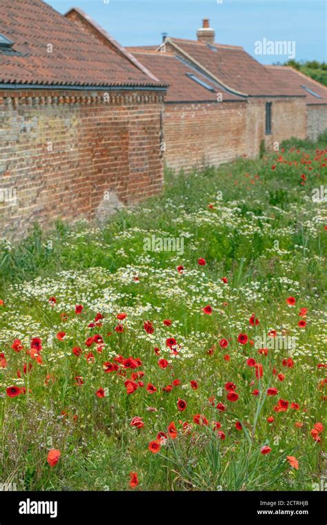 Amapolas Papava Rhoeas Scented Mayweed Matricaria Recutita