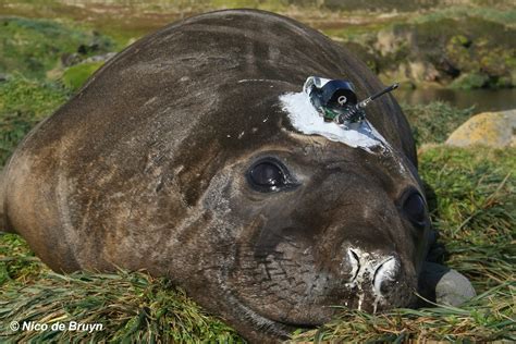 Elephant seals show remarkable consistency in 3D foraging behaviour