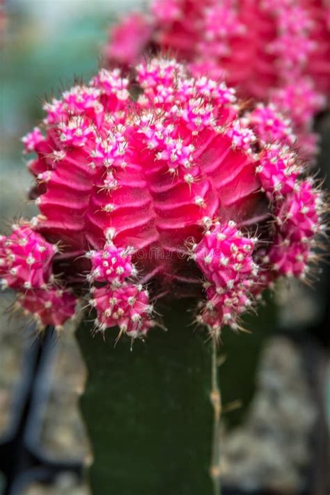 Barrel Cactus Flowers stock photo. Image of plant, blooming - 37691780