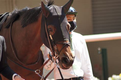 4月9阪神競馬場パドック写真【9レース・忘れな草賞・グランベルナデット＆ジェモロジー】 鼬の一口馬主復帰と拉麺なブログ