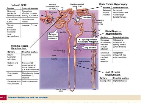 [pdf] Combination Of Loop Diuretics With Thiazide Type Diuretics In