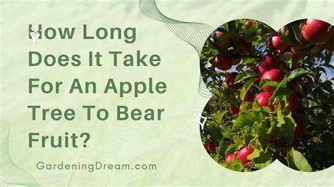 How Long Does It Take For An Apple Tree To Bear Fruit Youtube