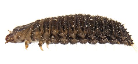 Larva, Elateroidea? - BugGuide.Net