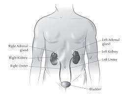 Adrenal Glands Let S Cure Acc