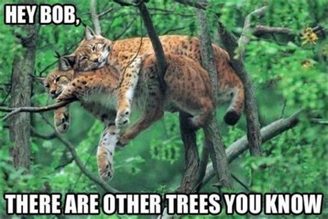 37 Funny Animal Memes That Will Have You Laughing Out Loud