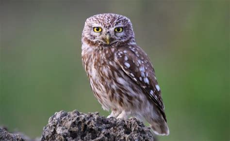 Little Owl Facts: Identification, Diet, Migration Info etc. - Binocular ...