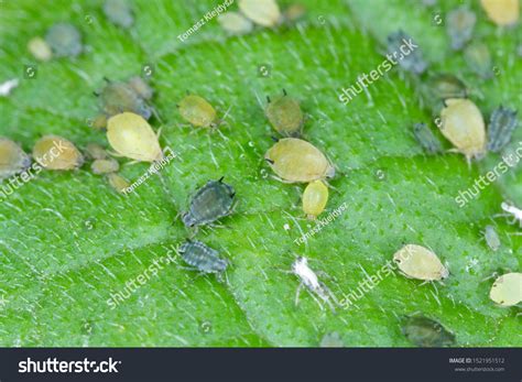 Colony Cotton Aphid Called Melon Aphid Stock Photo 1521951512 ...