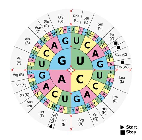 Start Codon Function,Examples And Facts You Should Know!