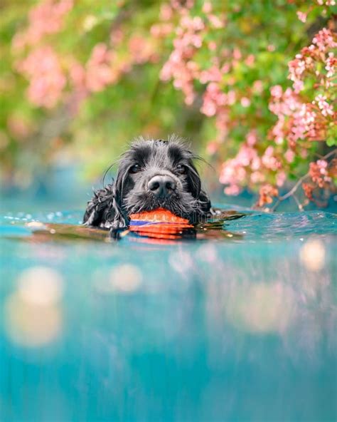 Vertical Of Black English Cocker Spaniel Holding A Ball In Its Mouth