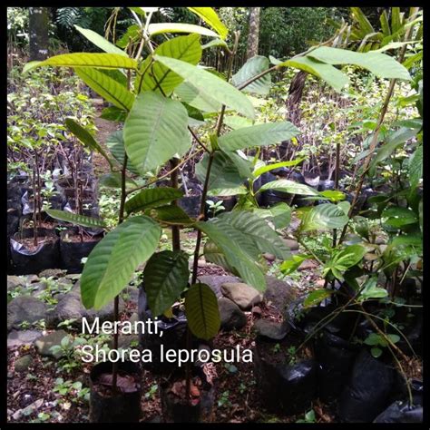 Jual Bibit Meranti Merah Shorea Leprosula Shopee Indonesia