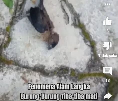 Terungkap Ini Pengakuan Penemu Burug Pipit Yang Mati Masal Di Sukabumi