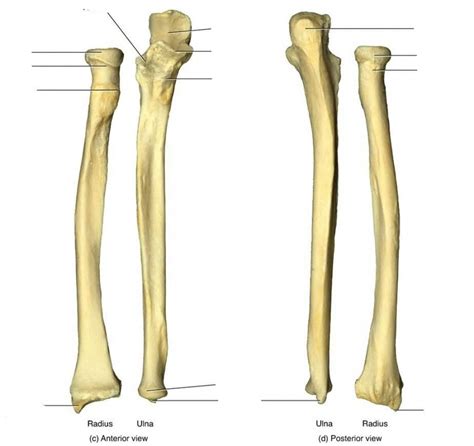 Ulna Diagram Quizlet