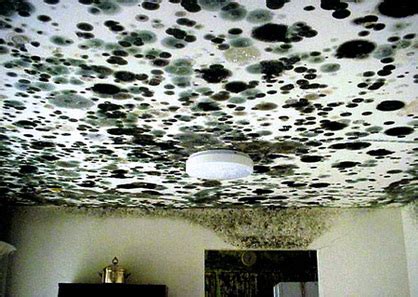 Black mold removal products - Home