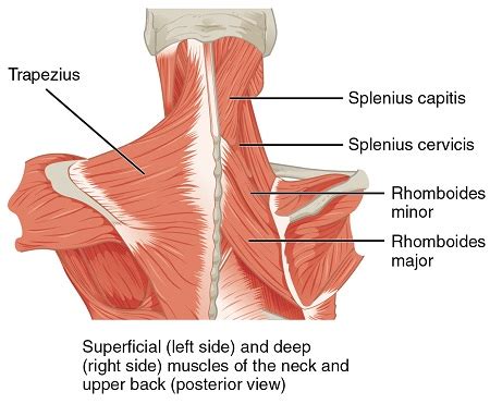 Posterior Neck Muscles