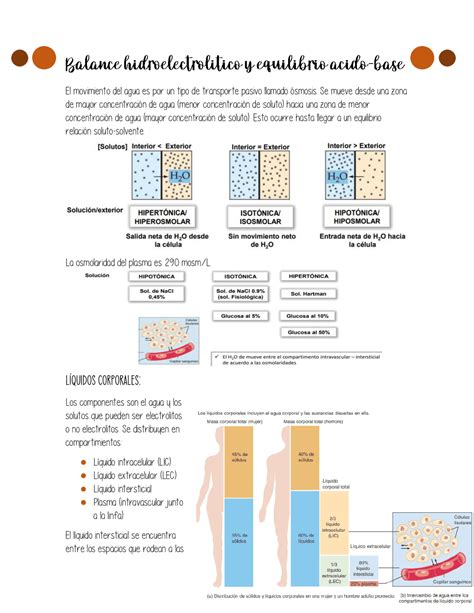 Resumen Equilibrio Ácido Base Resúmenes De Anatomía Docsity