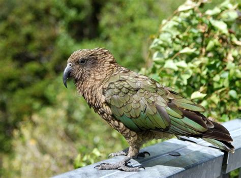 Kea Parrot stock photo. Image of otago, intelligent, forest - 12659740