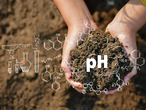 Understanding Soil pH - Lurvey Landscape Supply