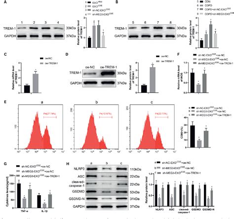 Figure From Cigarette Smoke Extract Treated Mouse Airway Epithelial