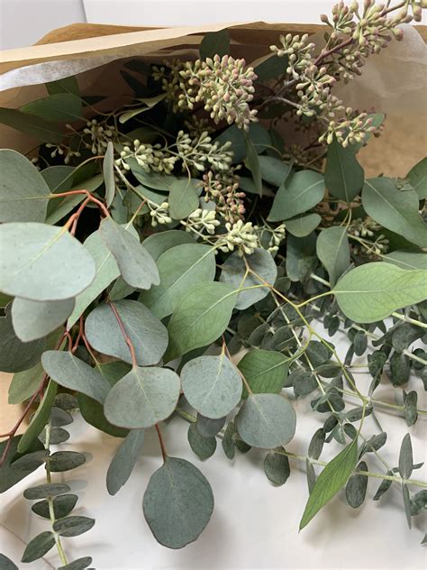 Mixed Eucalyptus Bunch Flowers Talk Tivoli