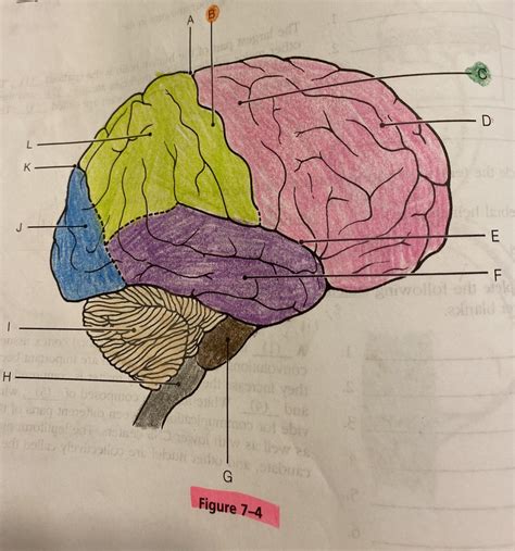 Right Lateral Human Brain 7 4 Diagram Quizlet