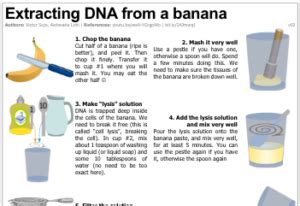 One Page Protocol To Extract Dna From Bananas Science Corps