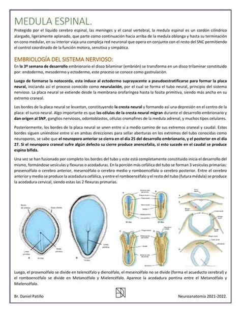 Guía Medula Espinal Daniel Patiño uDocz