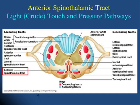 PPT - Spinal Cord Ascending Tracts PowerPoint Presentation, free download - ID:7026407