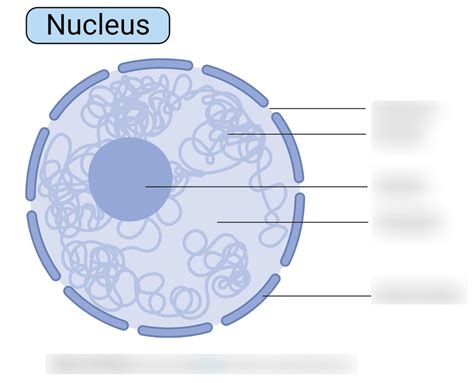 Parts Of The Nucleus Diagram Quizlet