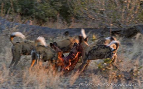 Wild dogs Hunting - AfricaNaturFoto