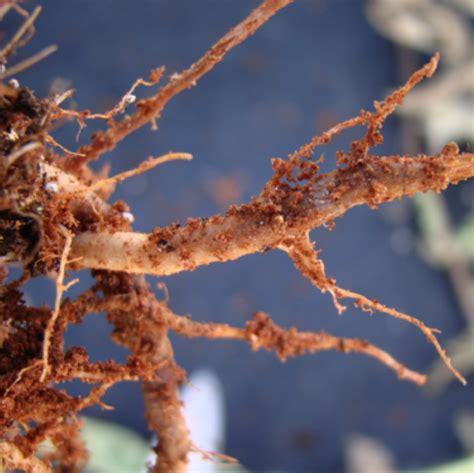 Rhizoctonia Root Rot Belly Rot