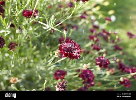 Red Flowers Centaurea Cyanus Black Gem In The Garden Bachelor S