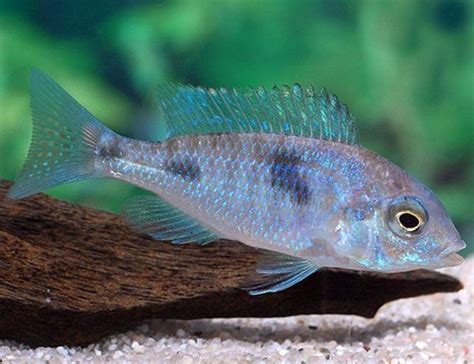 Blue Dolphin Cichlid | Arizona Aquatic Gardens