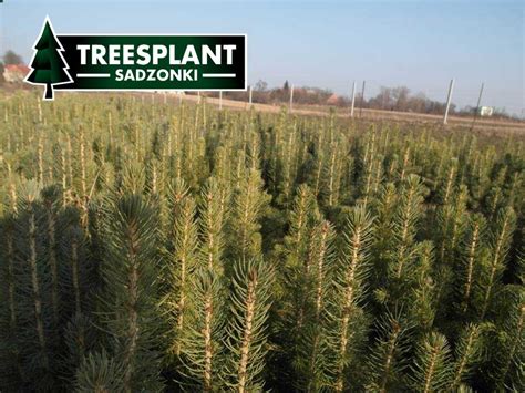 Świerk Srebrny PICEA PUNGENS KAIBAB 10 25cm HURT Producent Treesplant