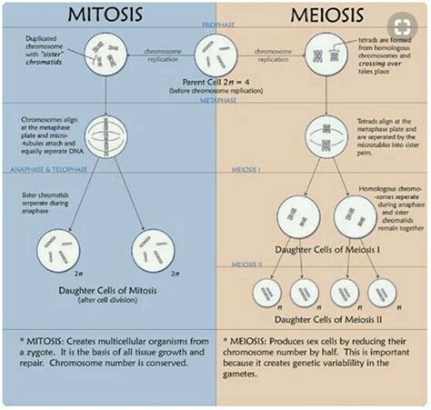 Mitosis Vs Meiosis Biology Classroom Biology Lessons Teaching Biology