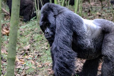 Facts About Silverback Gorillas Uganda Rwanda And Congo