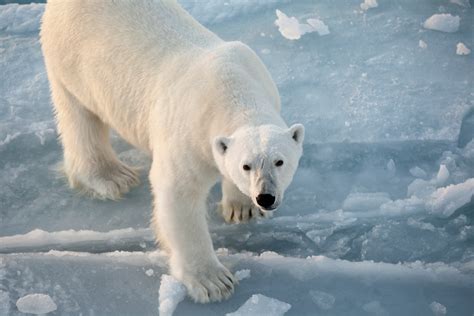 Save the Arctic - Greenpeace Canada