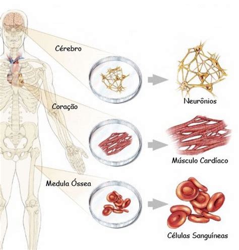 Tratamento Células Tronco Parte I Mielo Blog