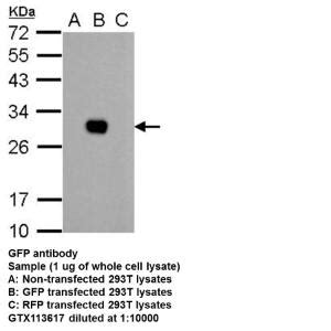 Anti-GFP Rabbit Polyclonal Antibody | VWR