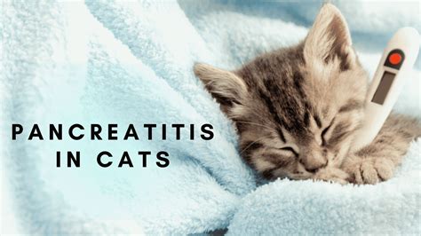 Pancreatitis In Cats - Causes, Symptoms, And Treatment | SLECK